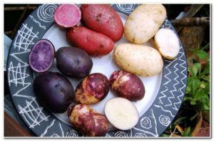 картофель с фиолетовой мякотью