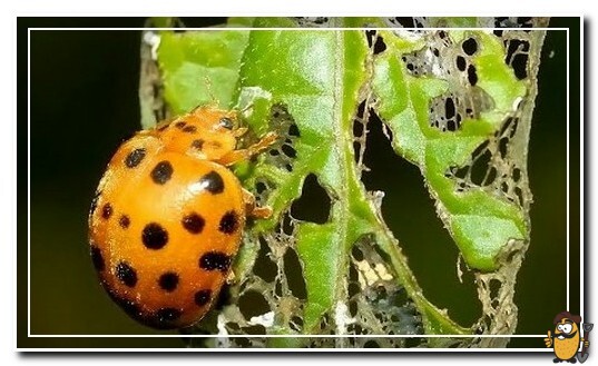 коровка картофельная