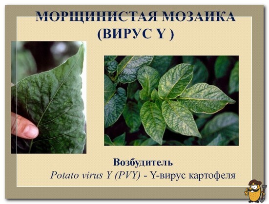морщинистая мозаика картофеля