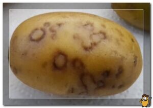 potato-virus-y