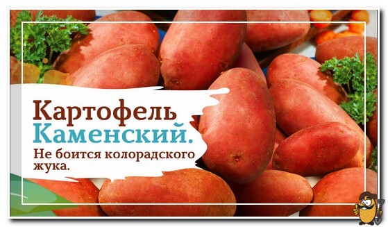Картофель Каменский