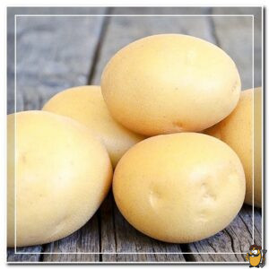сорт картофеля ласунок