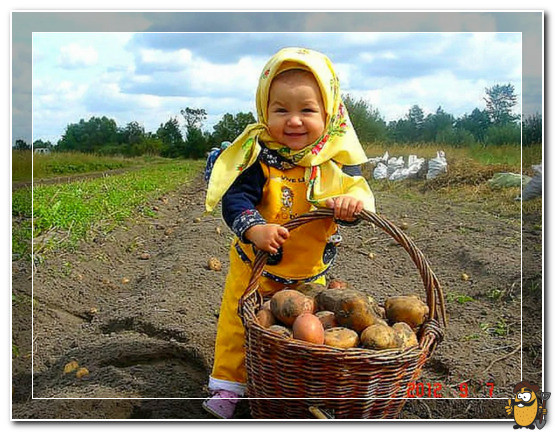 хочу картошки