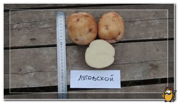 луговской картофель