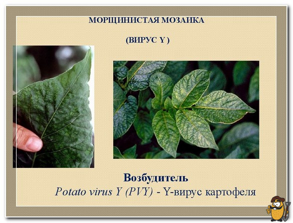 морщинистая мозаика