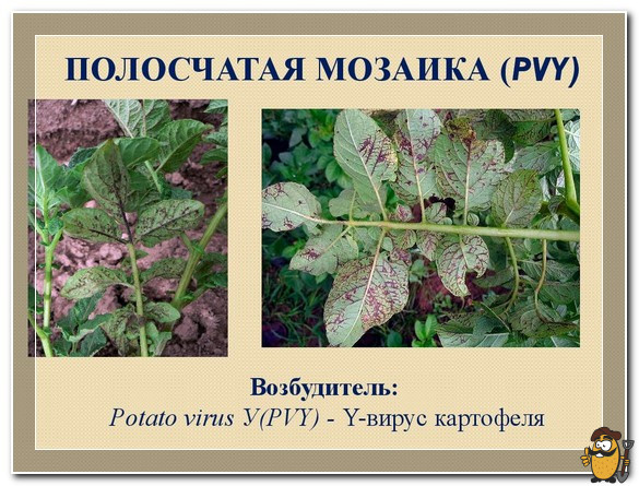 полосчатая мозаика
