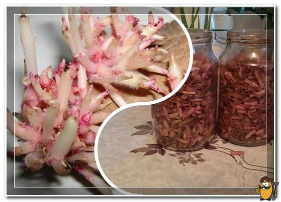 настой из ростков картофеля