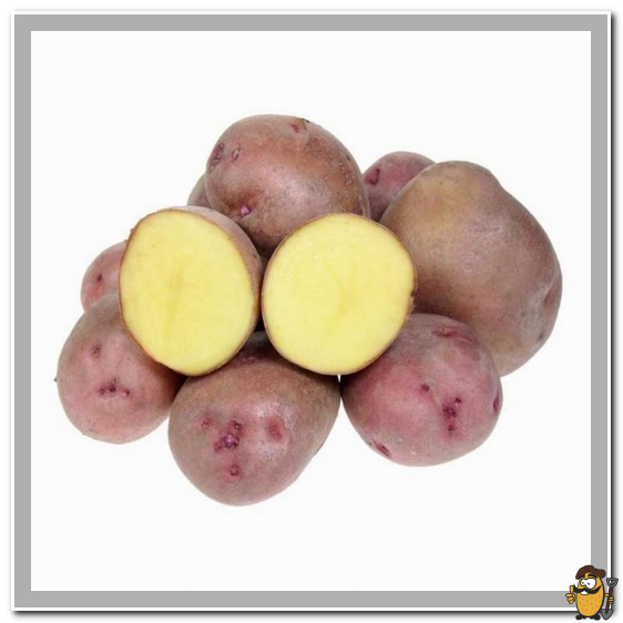 сорт кузнечанка