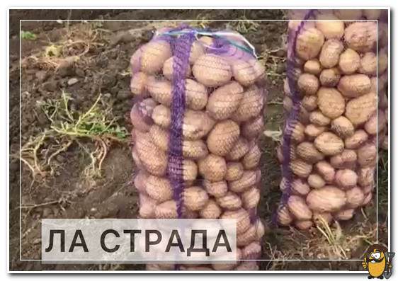 картофель ла страда