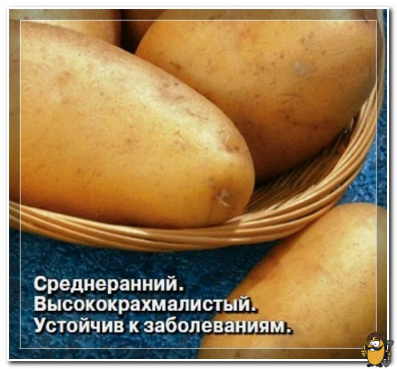 картофель лада