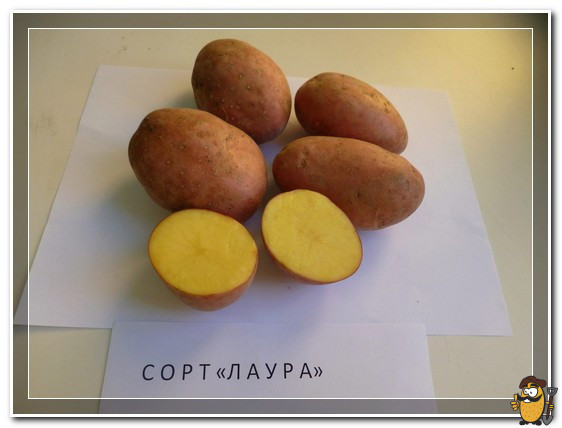 картофель лаура
