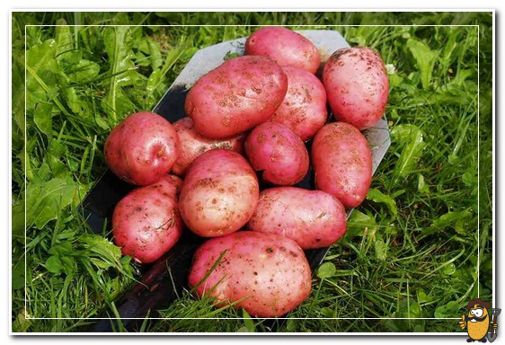 картофель лель
