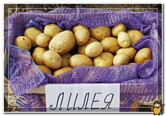 картофель лилея