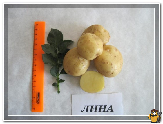 kartofel-sort-lina
