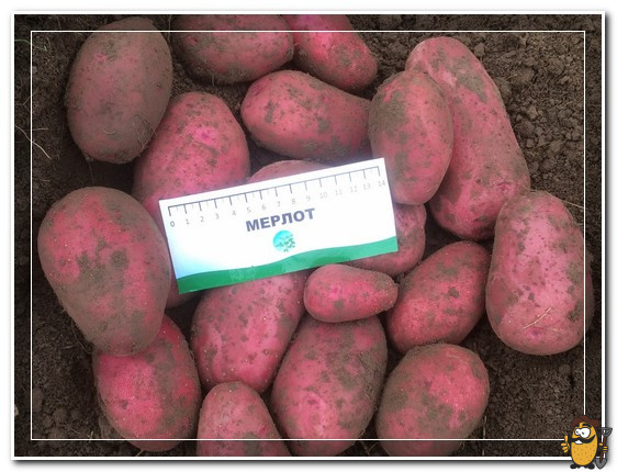картофель мерлот