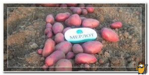 мерлот