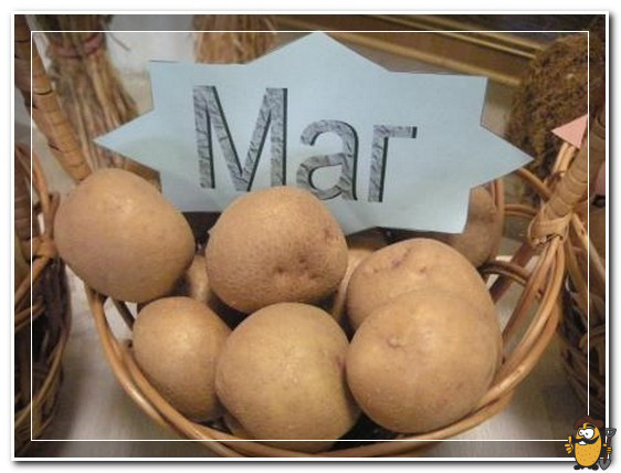 картофель маг