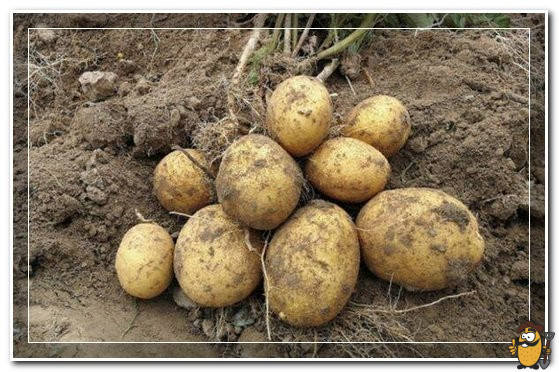 миа картофель