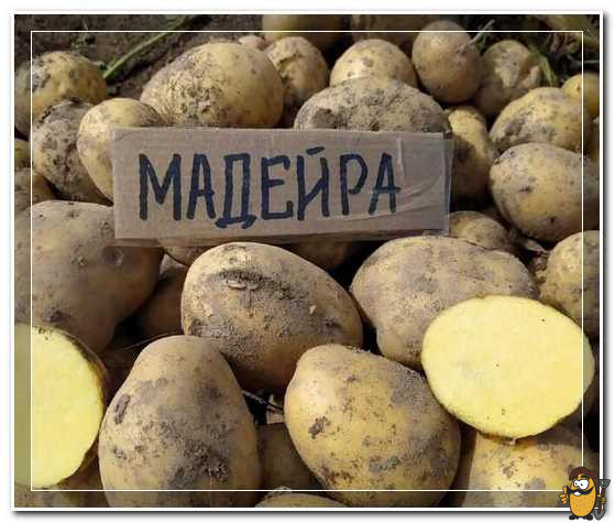 мадейра